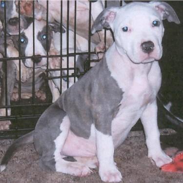 Hedgcoths Excalibur Pit Bull.jpg